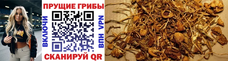 Галлюциногенные грибы Cubensis  Купить  Кирсанов 